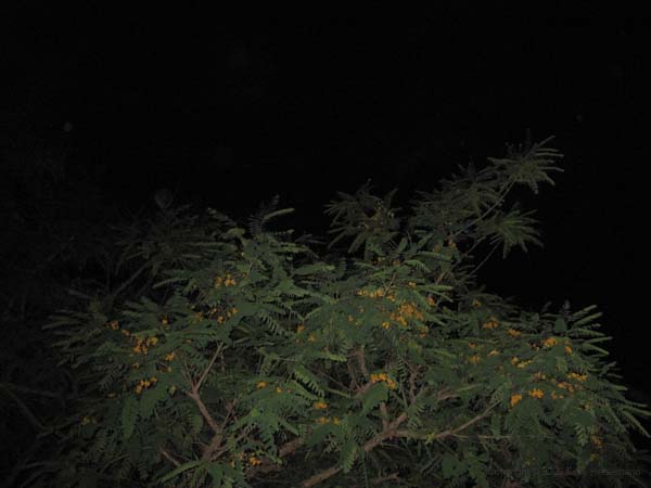 Brasilien 2009 051