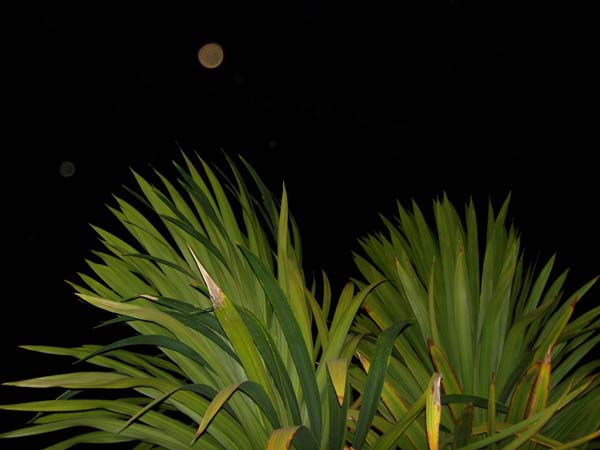 Orb-Bilder 2009 220